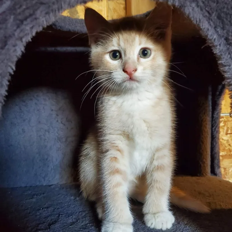A baby small-sized male Buff / Tan / Fawn Domestic Short Hair cat named Linus Birchett for adoption in Eagle Mountain, UT