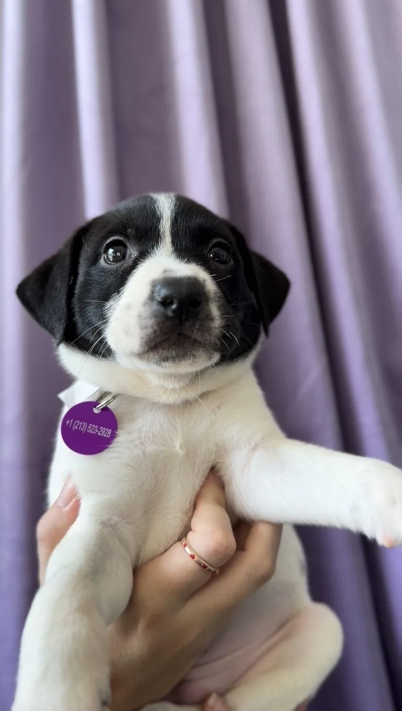 A baby medium-sized female Bicolor Basenji dog named Opal for adoption in West Hollywood, CA