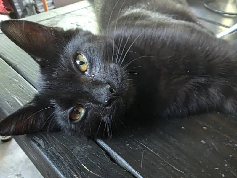 A young medium-sized male Domestic Short Hair cat named Snowball for adoption in Livonia, MI