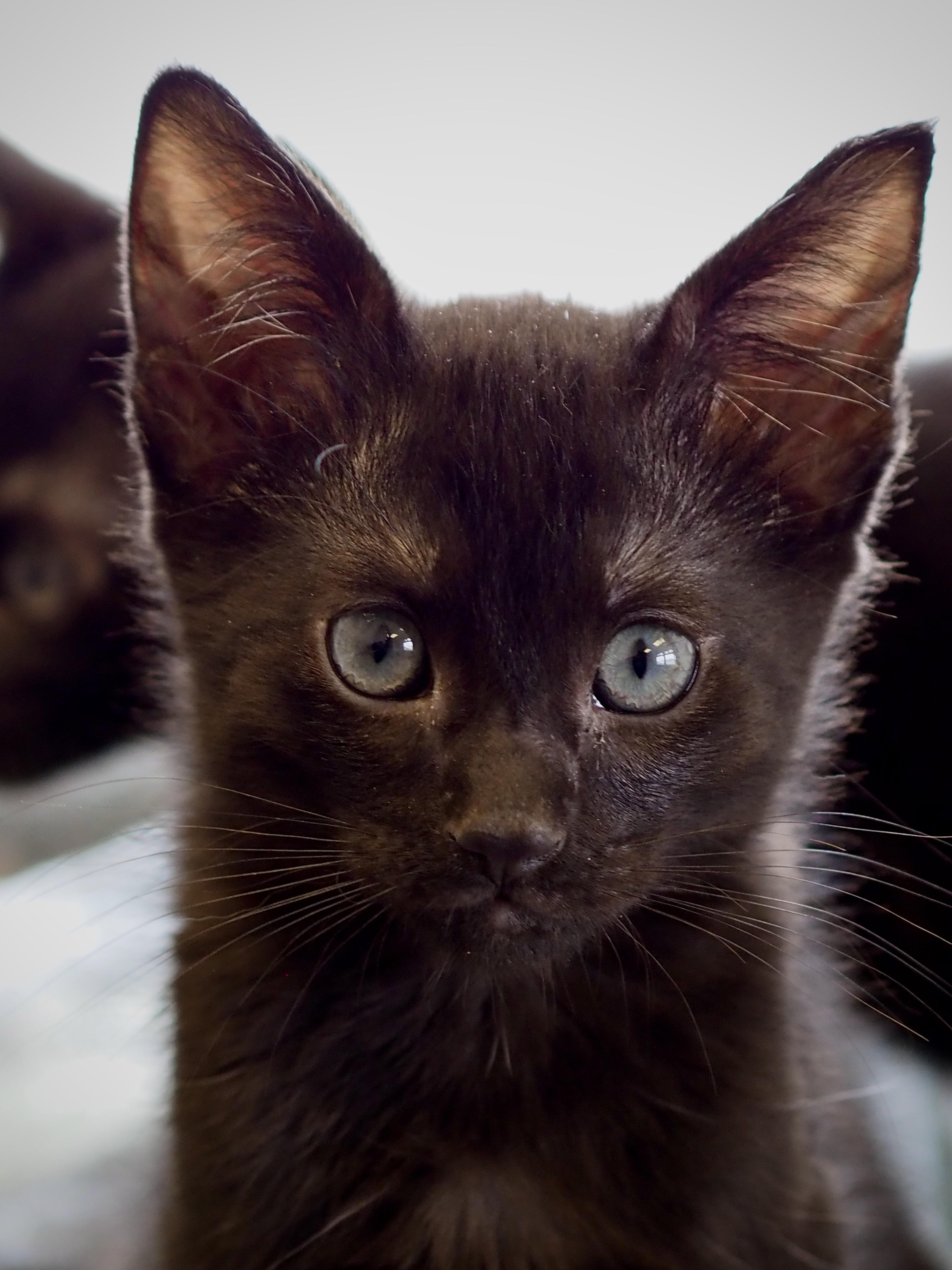 A baby medium-sized male Black Domestic Short Hair cat named Osiris for adoption in Buena Vista, CO