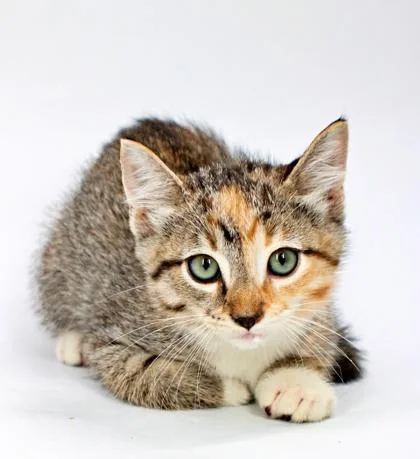 A baby small-sized female Domestic Short Hair cat named Fruitie for adoption in Morton Grove, IL