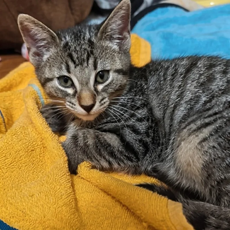 A baby medium-sized male Tabby (Buff / Tan / Fawn) Domestic Short Hair cat named Rowan Best Friends for adoption in West Jefferson, OH
