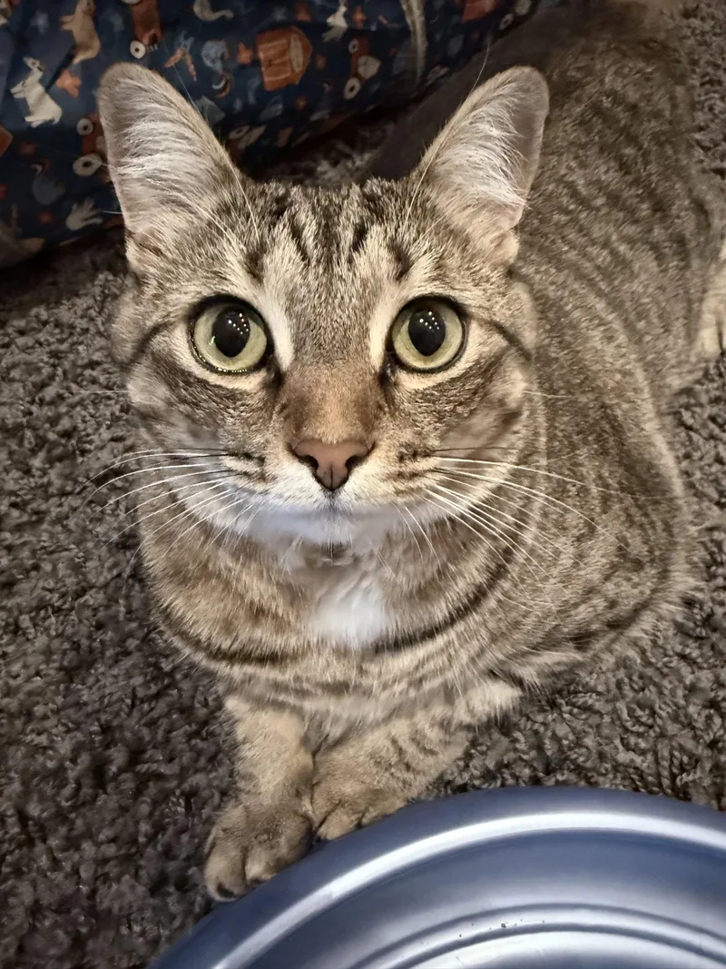An adult medium-sized female Domestic Short Hair cat named Lucy for adoption in Forest, VA