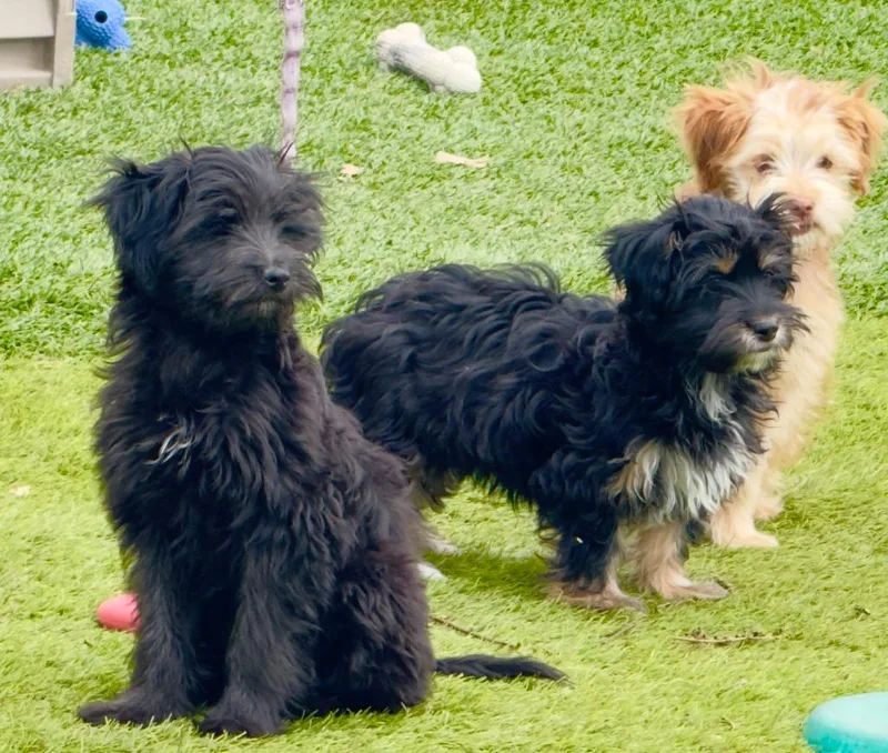 A baby small-sized female Maltese dog named Empanada for adoption in Los Angeles, CA