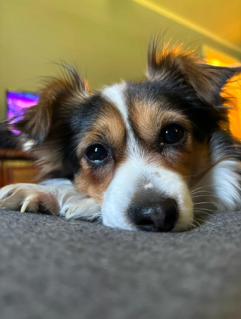 Rollo