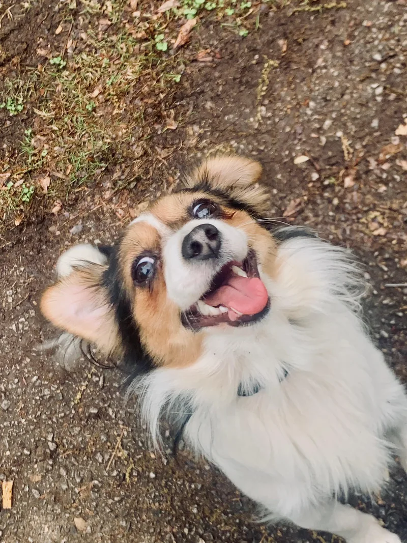 Rollo thumbnail 3