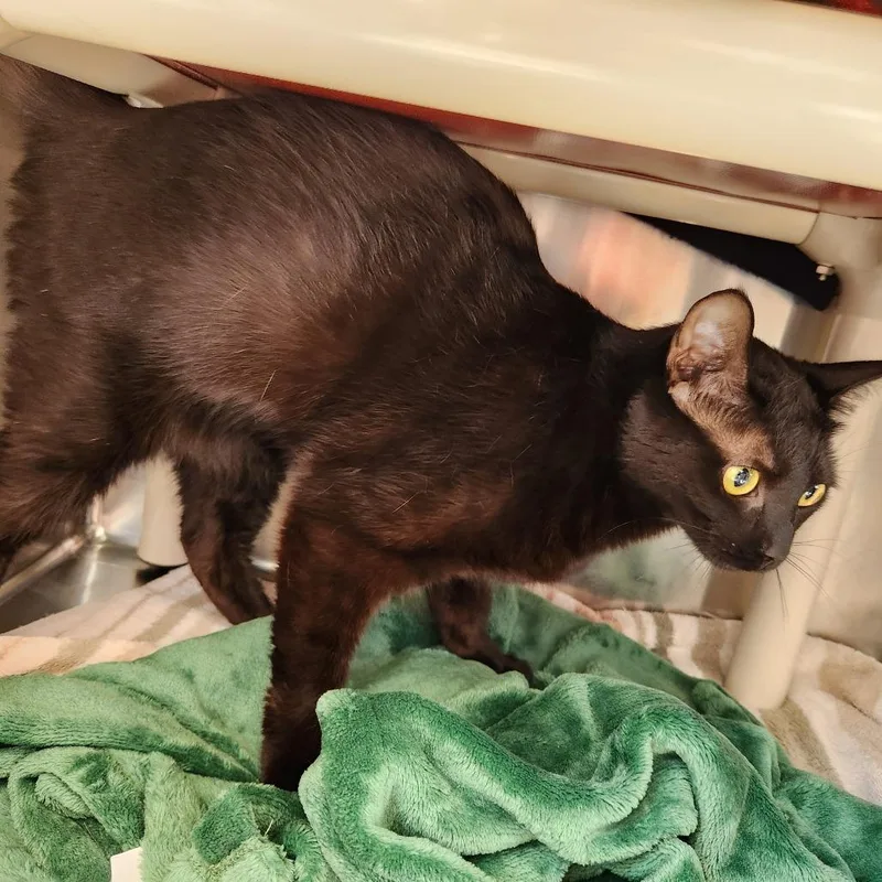 Binx