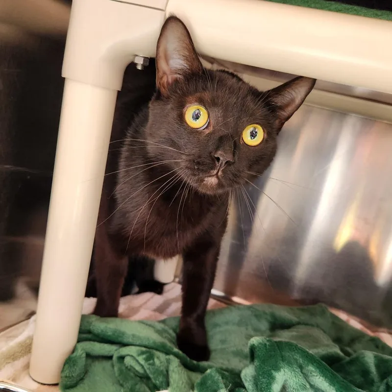Binx thumbnail 2