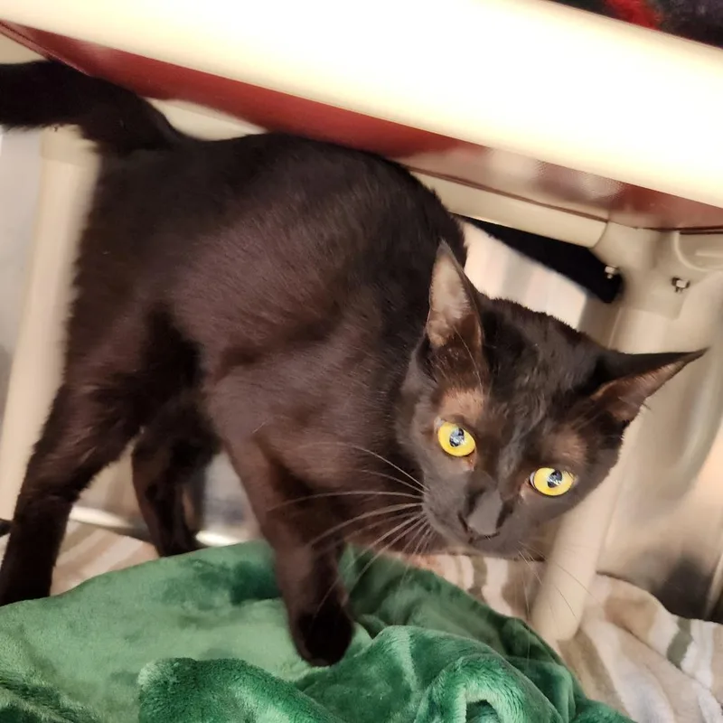 Binx thumbnail 3