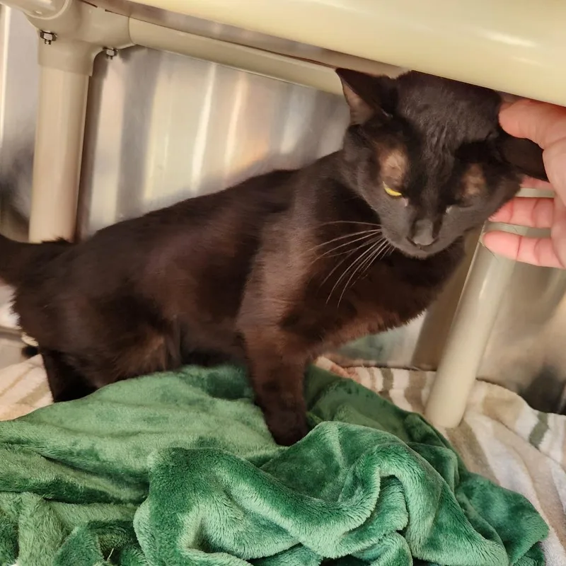 Binx thumbnail 4