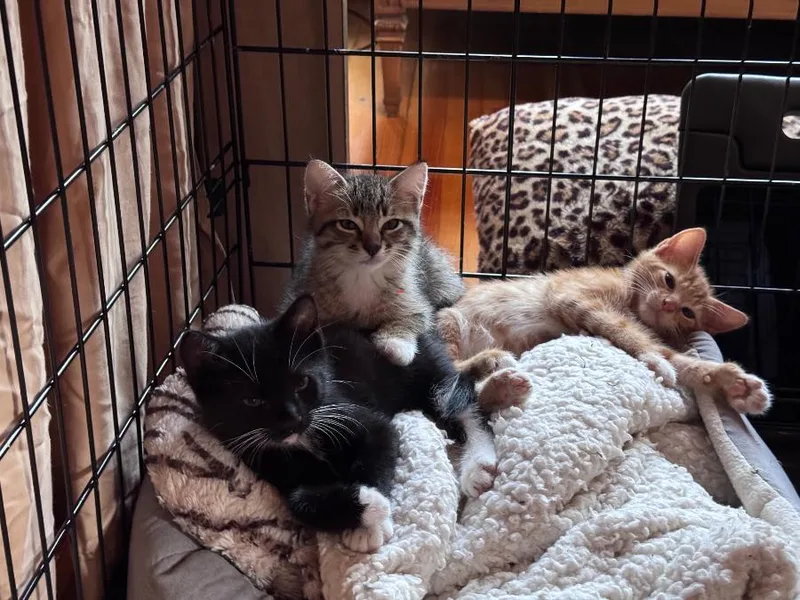 A baby small-sized male Tabby (Gray / Blue / Silver) Domestic Short Hair cat named Sam for adoption in Brooklyn, NY