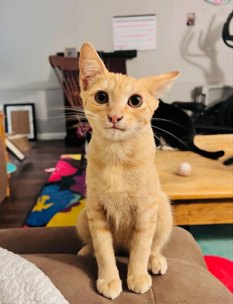 A young small-sized male Domestic Short Hair cat named Moni for adoption in Randolph, AL