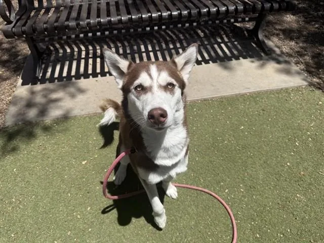 A young large-sized female Siberian Husky dog named Swirl for adoption in Phoenix, AZ