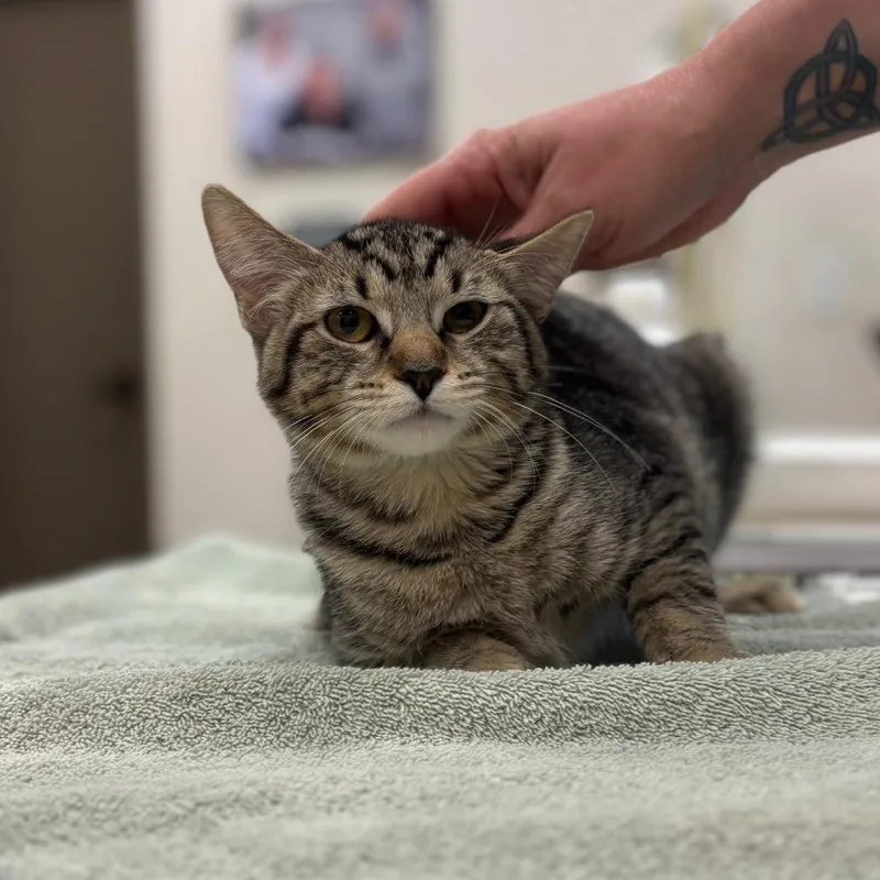 A young medium-sized female Brown / Chocolate Domestic Short Hair cat named Bubbles for adoption in Nashville, IN