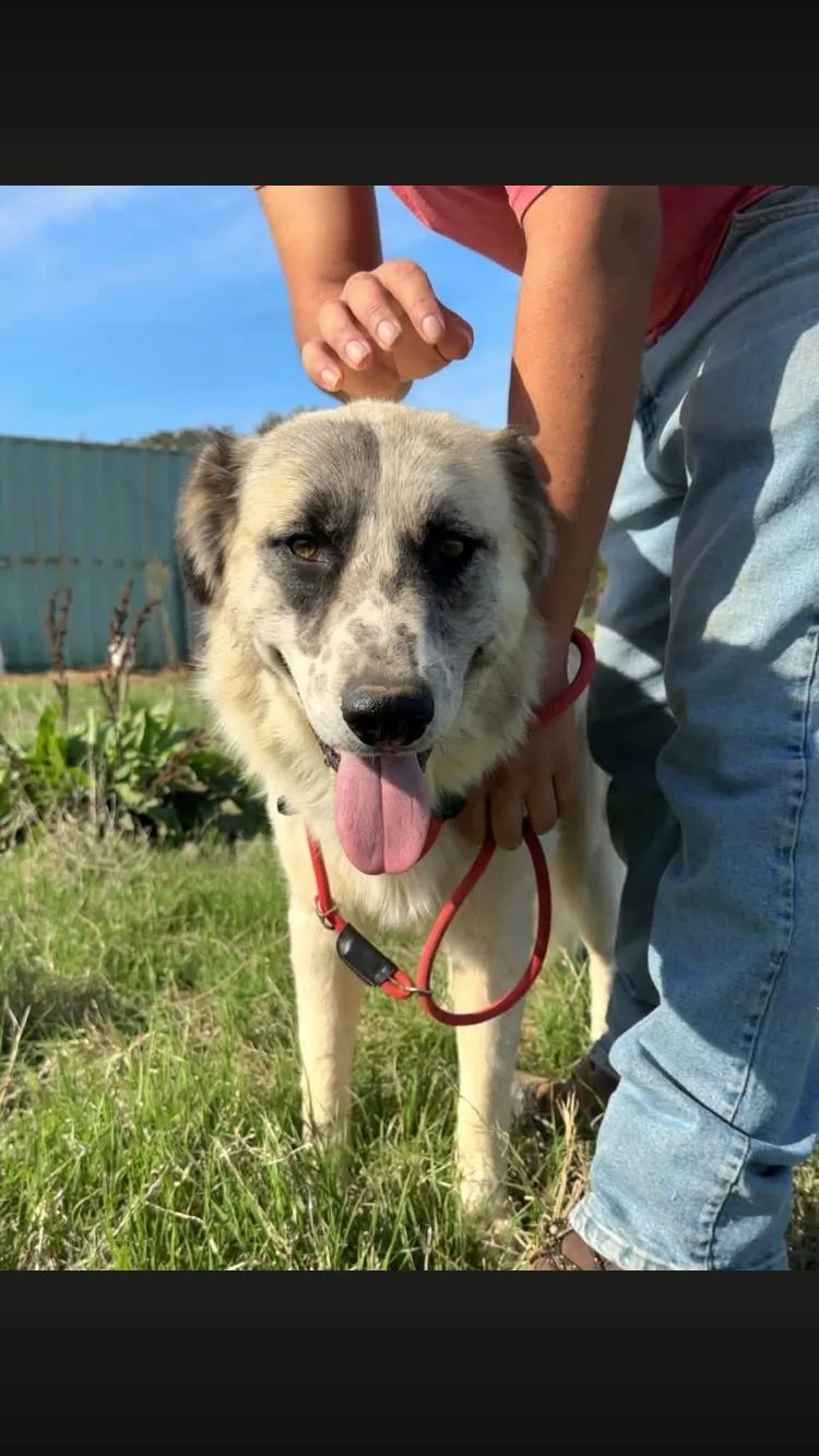 An adult large-sized female Great Pyrenees dog named Arrow for adoption in Paradise, TX