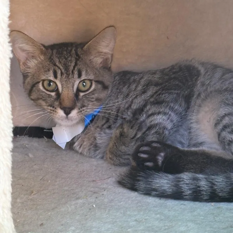 A baby small-sized male Domestic Short Hair cat named Beavis for adoption in Taos, NM