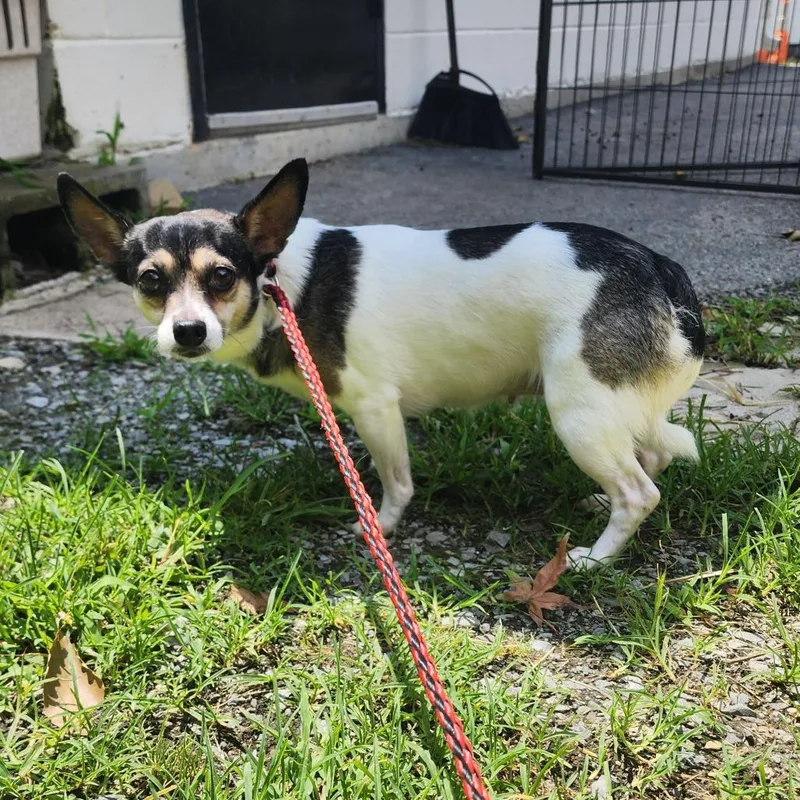 A senior small-sized female White / Cream Chihuahua dog named Sophie for adoption in Evensville, TN