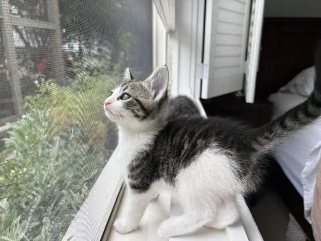 A baby medium-sized female Tabby (Gray / Blue / Silver) Domestic Short Hair cat named Riley for adoption in Sherman Oaks, CA