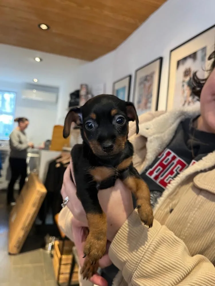 A baby small-sized male Brown / Chocolate Chihuahua dog named Bob for adoption in Manhattan, NY