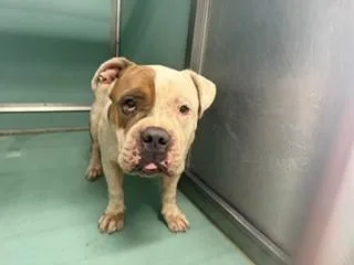 A young large-sized male English Bulldog dog named Bubba for adoption in Moreno Valley, CA