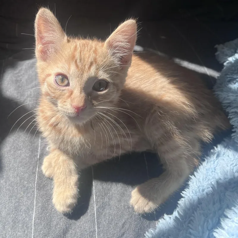 A baby small-sized male Tabby (Orange / Red) Domestic Short Hair cat named Toby Conrad for adoption in Morrison, CO