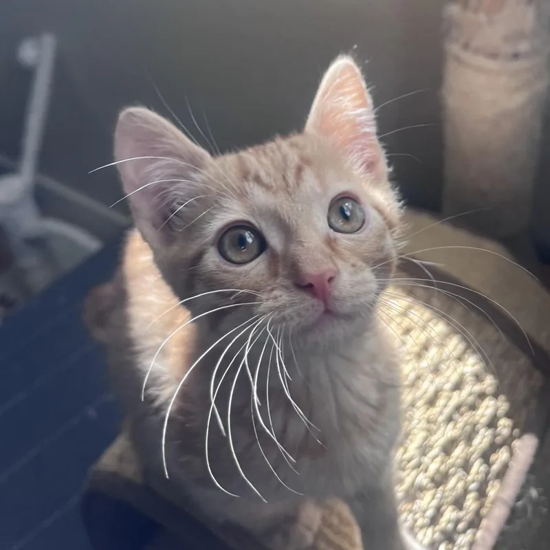 Toby Conrad thumbnail 3