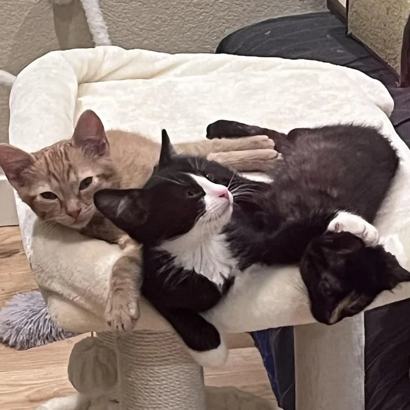 Toby Conrad thumbnail 4