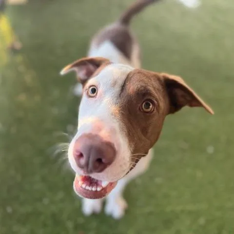 An adult medium-sized male Brown / Chocolate Mixed Breed dog named Copper for adoption in West Palm Beach, FL