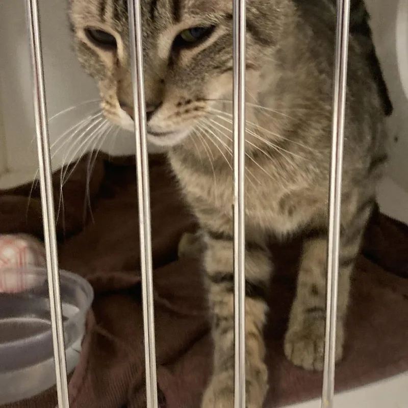 An adult medium-sized male Brown / Chocolate Domestic Short Hair cat named Noreaster for adoption in Philadelphia, PA