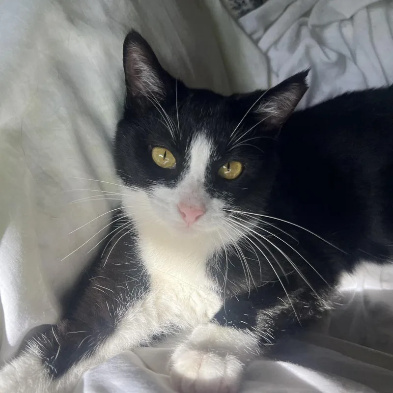 A young small-sized male Black Domestic Short Hair cat named Dusty for adoption in Los Angeles, CA