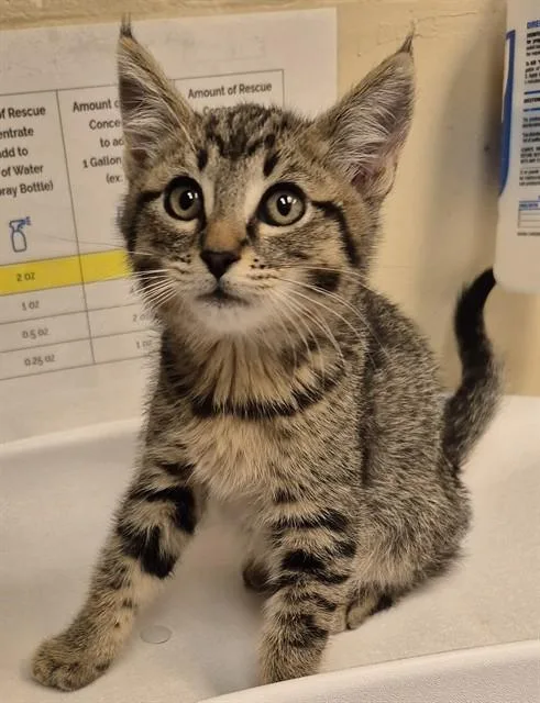 A baby small-sized male Domestic Short Hair cat named Rock for adoption in Lodi, CA