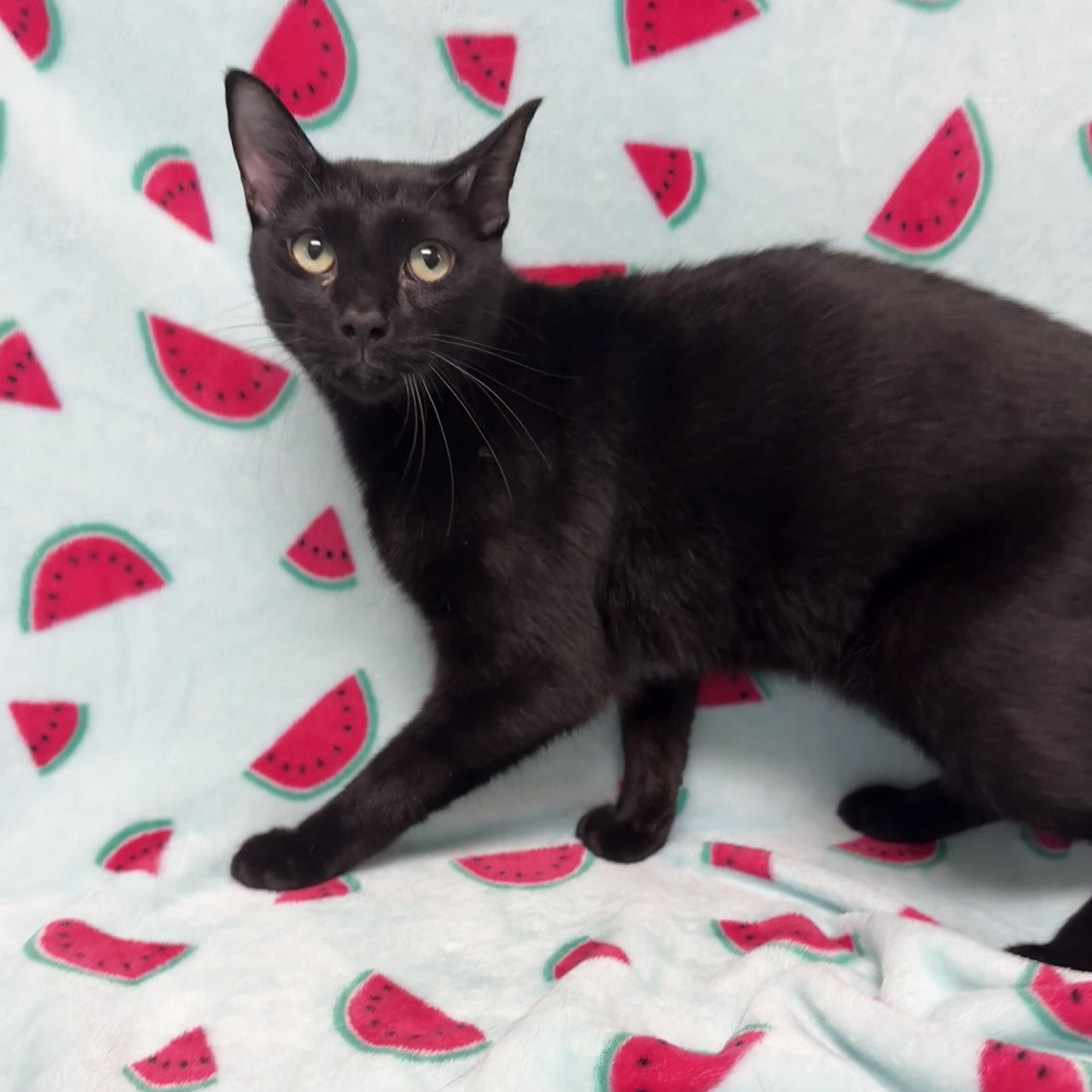 A young medium-sized male Black Domestic Short Hair cat named Finn for adoption in Valdosta, GA
