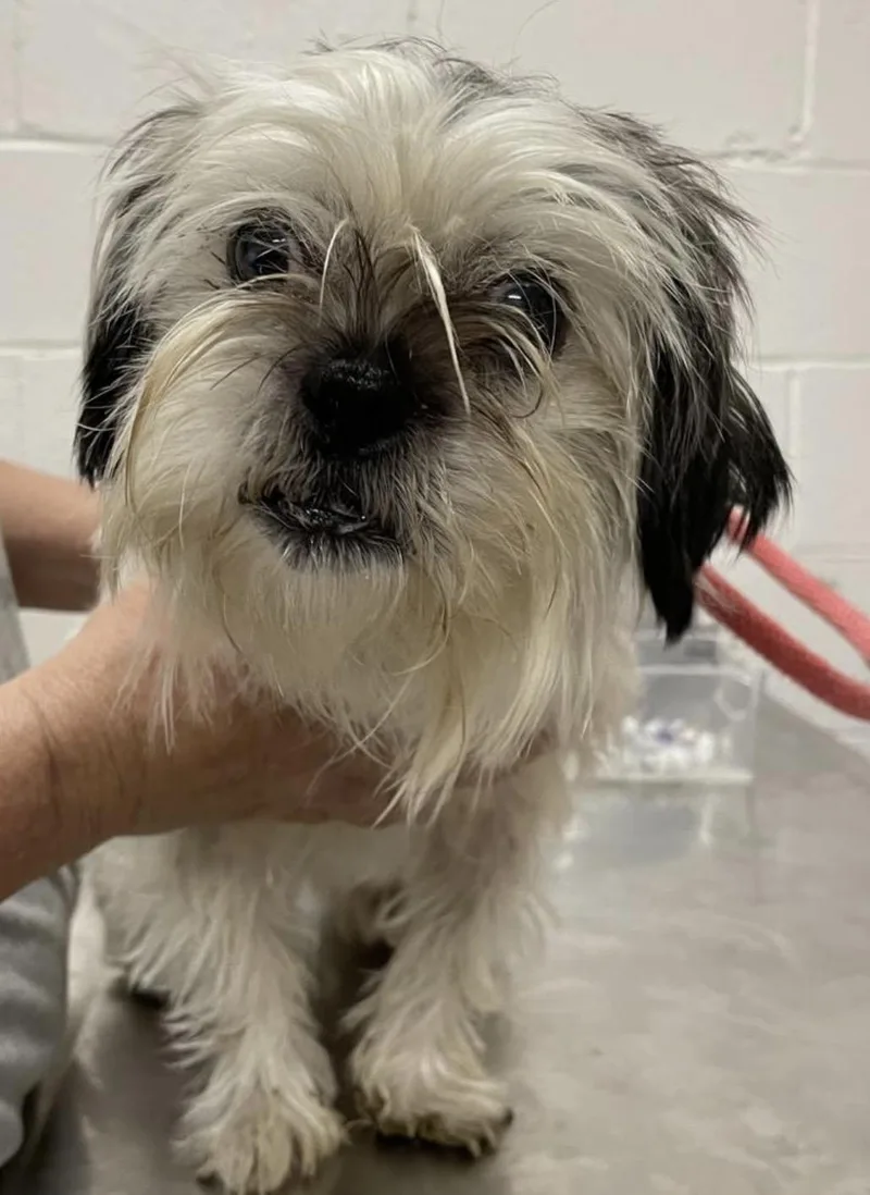 A senior small-sized female White / Cream Lhasa Apso dog named Mitilda HOLD for adoption in Canton, OH