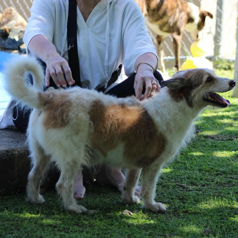 An adult medium-sized male Terrier dog named Benji Boy for adoption in Humacao, PR