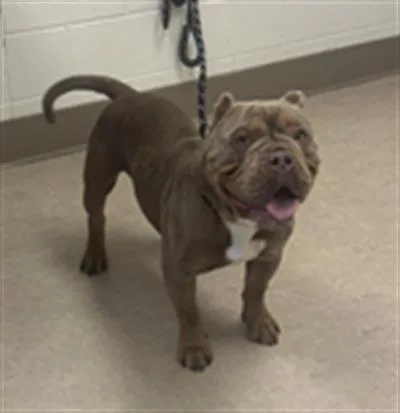 An adult medium-sized male American Bully dog named Jimmy Kibble for adoption in Saginaw, MI