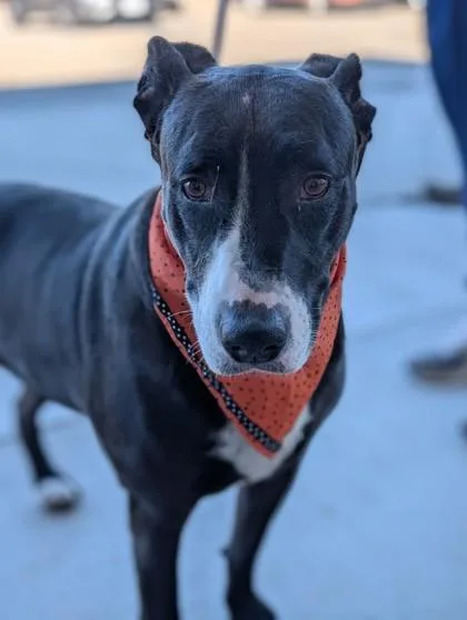 An adult large-sized male Terrier dog named Bogie for adoption in Gulfport, MS