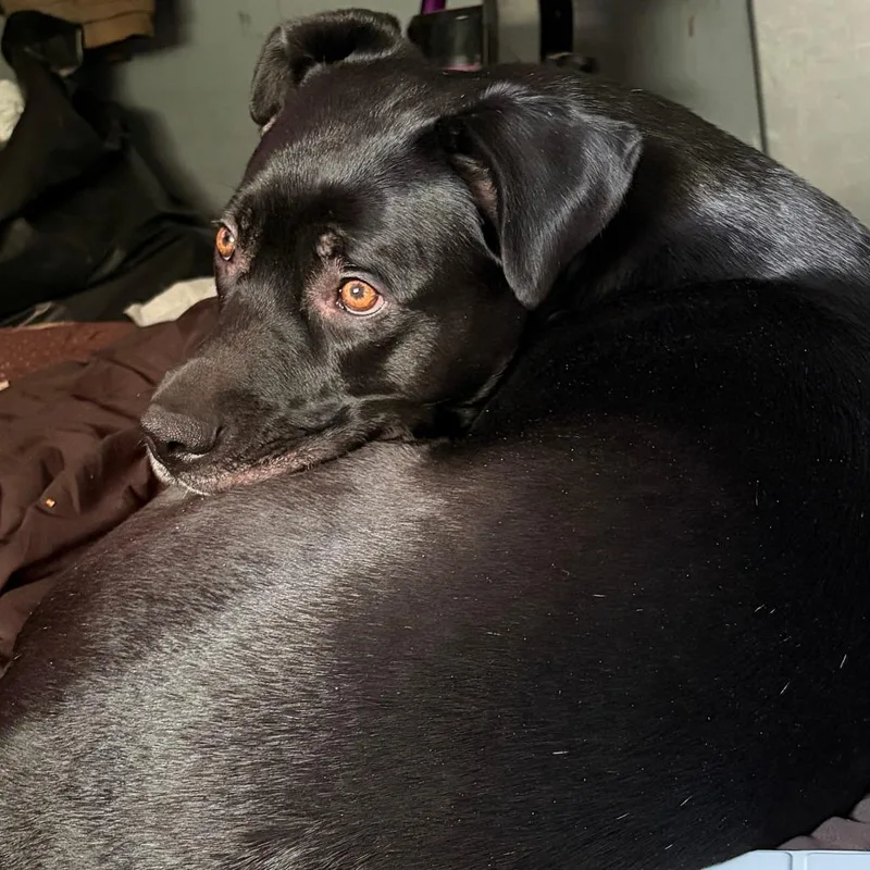 An adult small-sized female Black Labrador Retriever dog named Esjay for adoption in Roanoke, VA