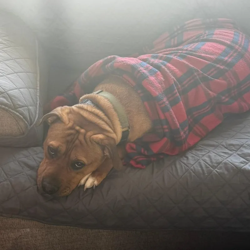 A young large-sized male Golden American Staffordshire Terrier dog named Koda for adoption in Bartonsville, PA
