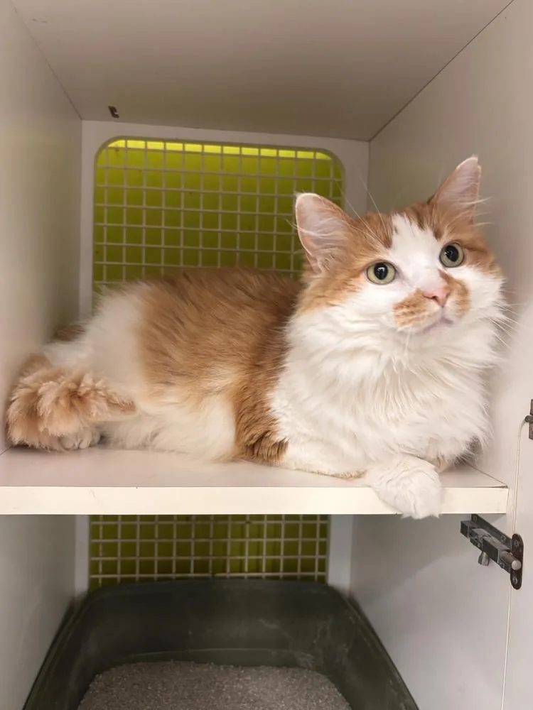 An adult medium-sized male Orange & White Domestic Long Hair cat named Chonk for adoption in Milton, DE