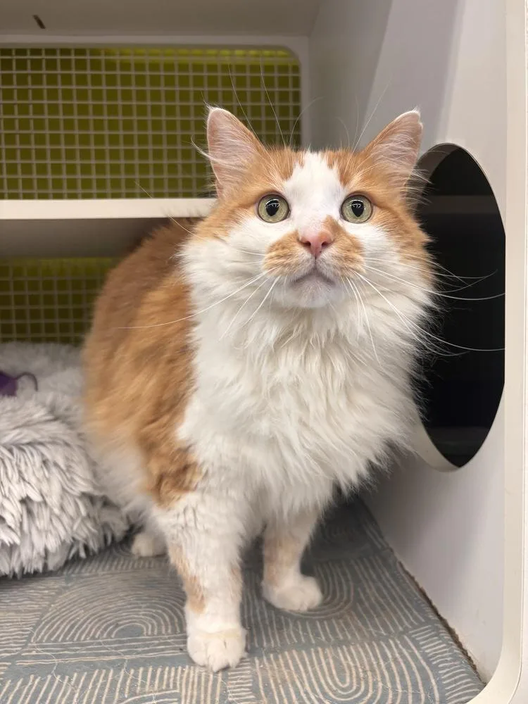 Chonk thumbnail 2