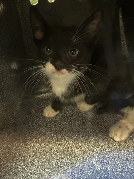 A baby small-sized female Domestic Short Hair cat named Tadpole for adoption in Staten Island, NY