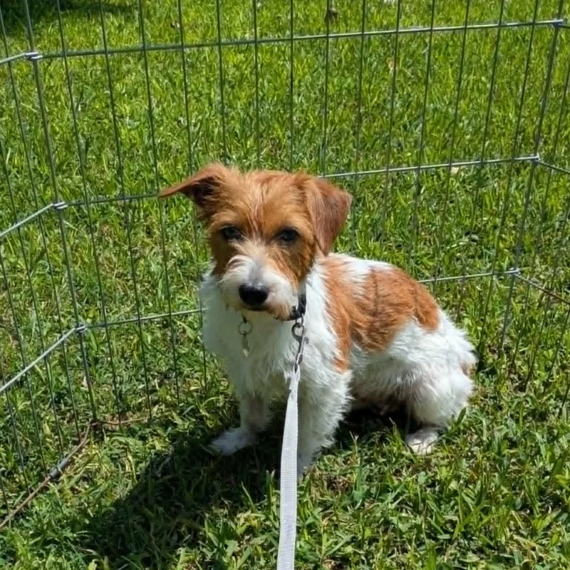 Cayenne