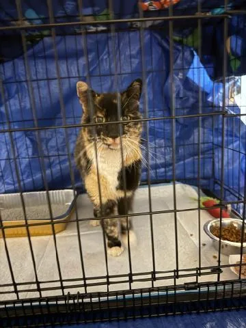 An adult medium-sized female Calico Domestic Short Hair cat named Selena Rich  Pretty for adoption in Stowe, PA