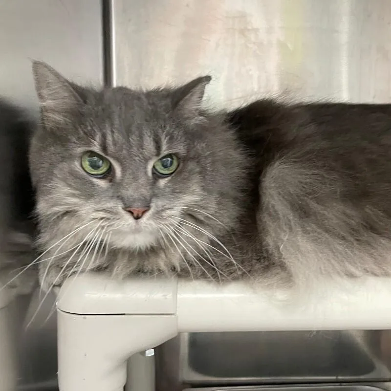 A senior medium-sized female Domestic Long Hair cat named Pashmina for adoption in Roanoke, VA