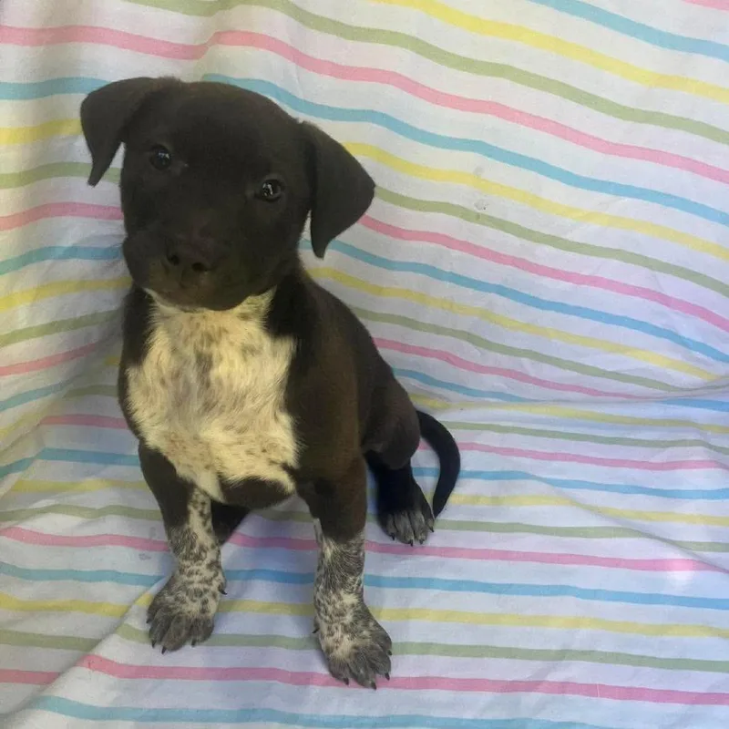 A baby medium-sized female Australian Cattle Dog / Blue Heeler dog named Winifred for adoption in Alexandria, VA