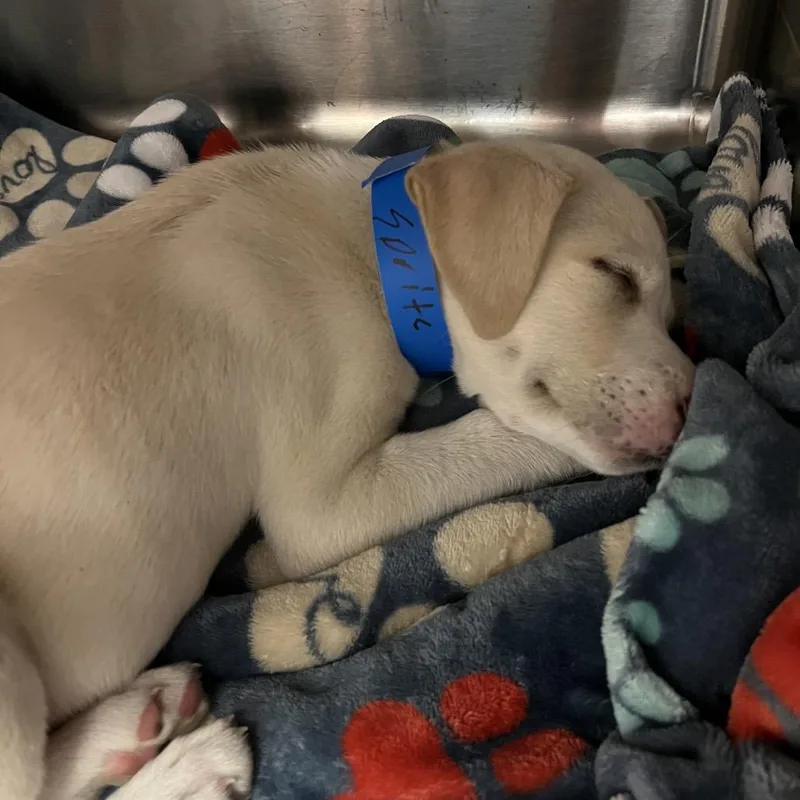 A baby small-sized male Yellow / Tan / Blond / Fawn Mixed Breed dog named Sprite for adoption in Chattanooga, TN