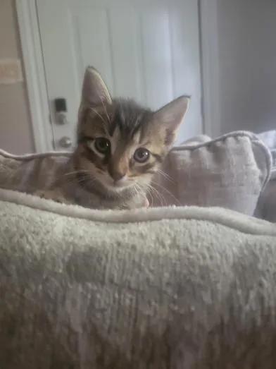 A baby small-sized male Tabby (Brown / Chocolate) Domestic Short Hair cat named Tigger for adoption in Liverpool, TX