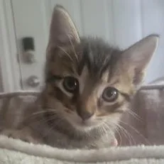 Tigger thumbnail 3