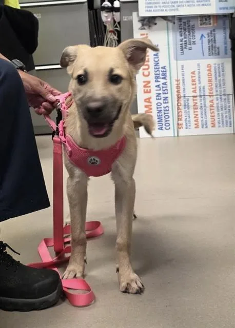 A baby medium-sized female Mixed Breed dog named Maple for adoption in Dallas, TX