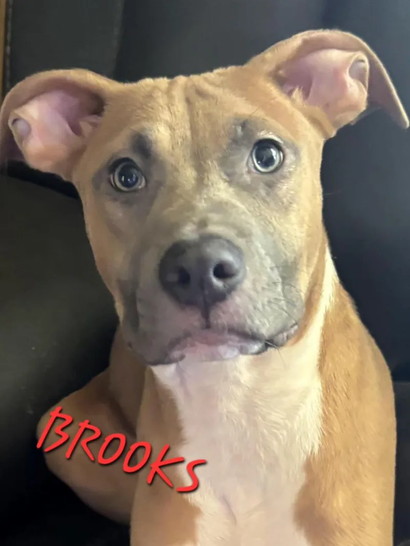 Brooks thumbnail 4